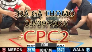 Video phát lại đá gà trực tiếp CPC2 ngày 03092026
