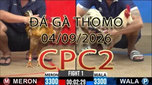 Video phát lại đá gà trực tiếp CPC2 ngày 04092026
