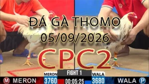 Video phát lại đá gà trực tiếp CPC2 ngày 05092026