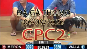 Video phát lại đá gà trực tiếp CPC2 ngày 06092026