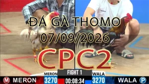 Video phát lại đá gà trực tiếp CPC2 ngày 07092026