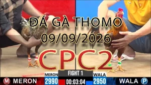 Video phát lại đá gà trực tiếp CPC2 ngày 09092026