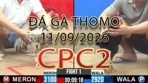 Video phát lại đá gà trực tiếp CPC2 ngày 11092026