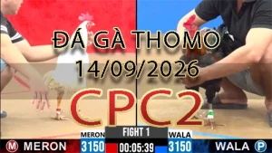 Video phát lại đá gà trực tiếp CPC2 ngày 14092026