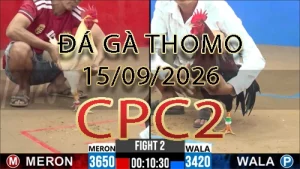 Video phát lại đá gà trực tiếp CPC2 ngày 15092026