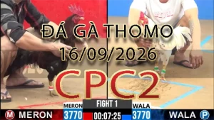 Video phát lại đá gà trực tiếp CPC2 ngày 16092026