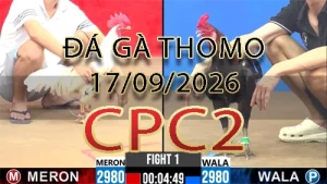 Video phát lại đá gà trực tiếp CPC2 ngày 17092026