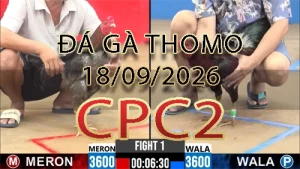 Video phát lại đá gà trực tiếp CPC2 ngày 18092026