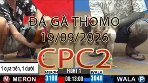 Video phát lại đá gà trực tiếp CPC2 ngày 19092026