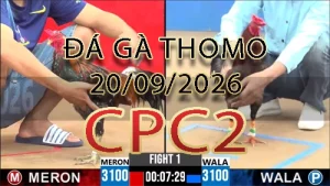 Video phát lại đá gà trực tiếp CPC2 ngày 20092026