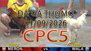 Video phát lại đá gà trực tiếp CPC5 ngày 01092026