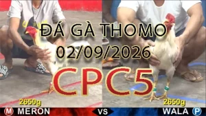 Video phát lại đá gà trực tiếp CPC5 ngày 02092026