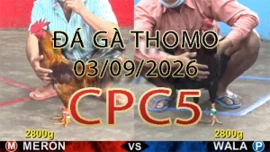 Video phát lại đá gà trực tiếp CPC5 ngày 03092026