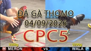 Video phát lại đá gà trực tiếp CPC5 ngày 04/09/2026