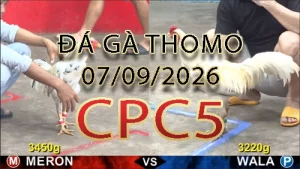 Video phát lại đá gà trực tiếp CPC5 ngày 07092026