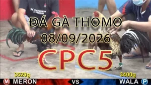 Video phát lại đá gà trực tiếp CPC5 ngày 08092026