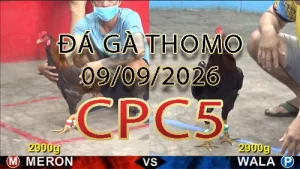 Video phát lại đá gà trực tiếp CPC5 ngày 09092026
