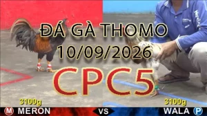 Video phát lại đá gà trực tiếp CPC5 ngày 10092026