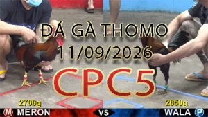 Video phát lại đá gà trực tiếp CPC5 ngày 11092026
