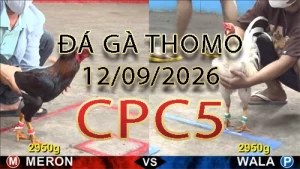Video phát lại đá gà trực tiếp CPC5 ngày 12092026
