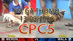 Video phát lại đá gà trực tiếp CPC5 ngày 13092026