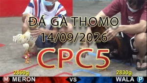 Video phát lại đá gà trực tiếp CPC5 ngày 14092026