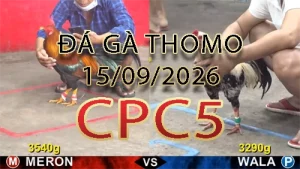 Video phát lại đá gà trực tiếp CPC5 ngày 15092026