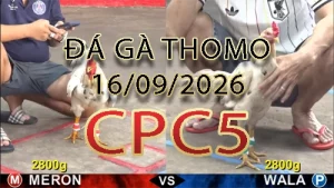 Video phát lại đá gà trực tiếp CPC5 ngày 16092026