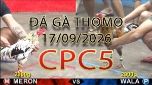 Video phát lại đá gà trực tiếp CPC5 ngày 17092026
