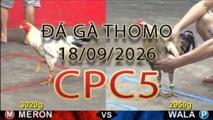 Video phát lại đá gà trực tiếp CPC5 ngày 18092026