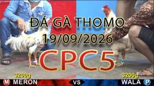 Video phát lại đá gà trực tiếp CPC5 ngày 19092026