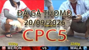 Video phát lại đá gà trực tiếp CPC5 ngày 20092026